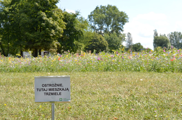 łąki-kwietne-owady