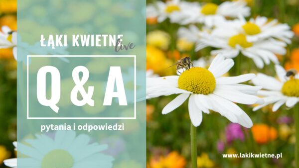 jak zakładać łąki kwietne?